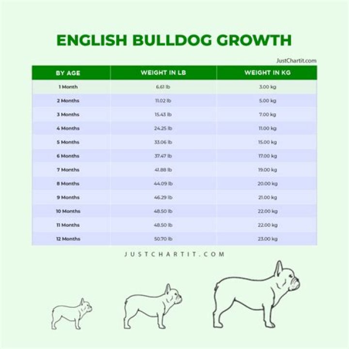 How much should a 4 month old bulldog weigh?
